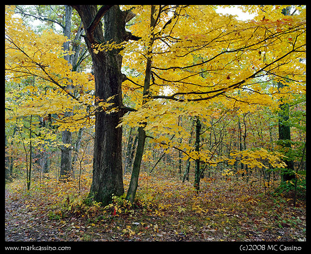 Autumn Tree In The Allegan Forest