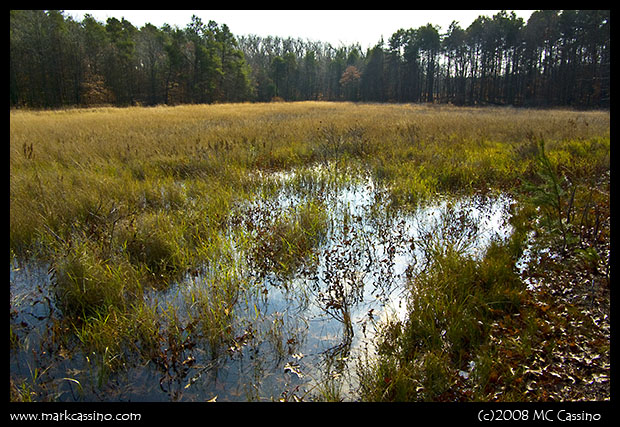 Seasonal Marsh Seasonal Marsh