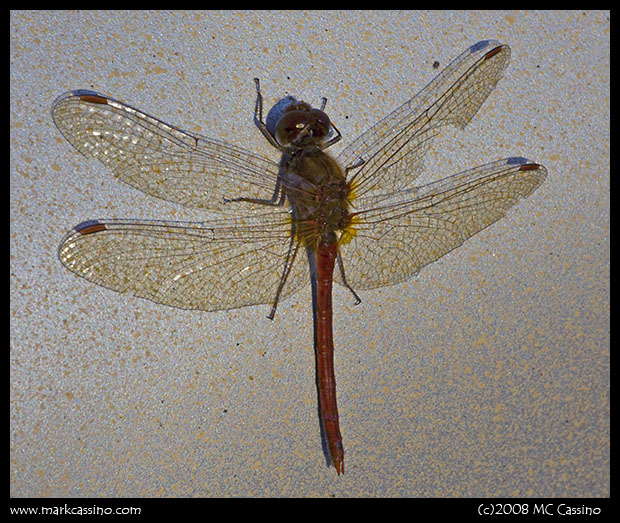 Atumn Meadowhawk