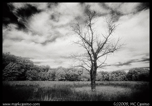 IR SHot of Tree In Field