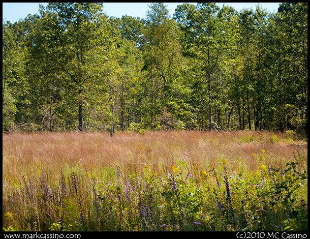 A Photograph of a Late Summer Filed