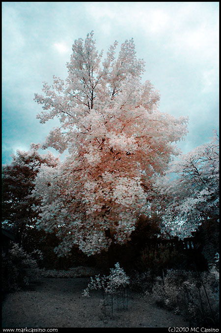 Digital Infrared Photo of a Tulip Poplar Digital Infrared Photo of a Tulip Polar