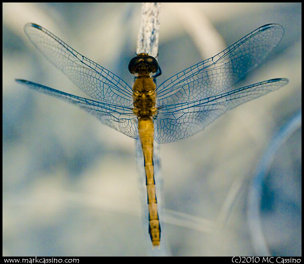 Digital Infrared Photo of a Dragonfly