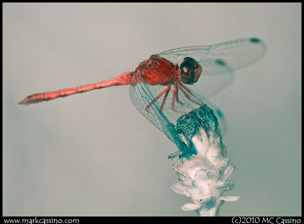 Infrared photograph of an Autumn Meadowhawk Dragonfly