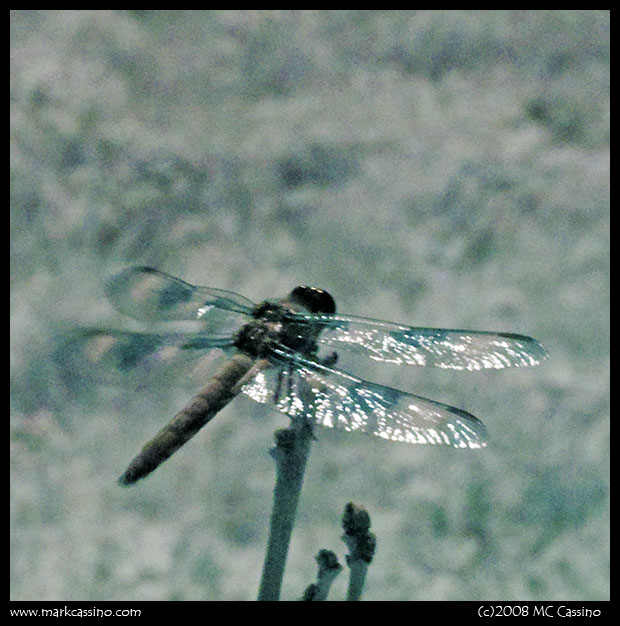 Digital Infrared Photo of a Dragonfly