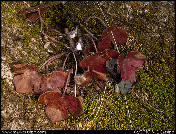 Early hepatica