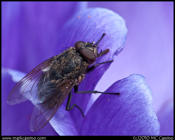 Fly in Crocus Flower Fly in Crocus Flower