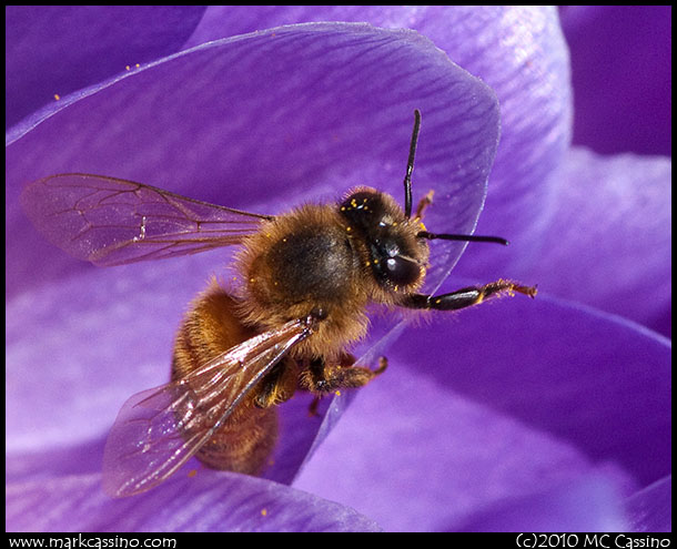 Honeybee In Crocus