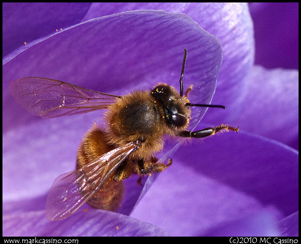 Honeybee in Crocus Honeybee In Crocus