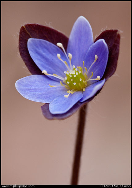 Hepatica