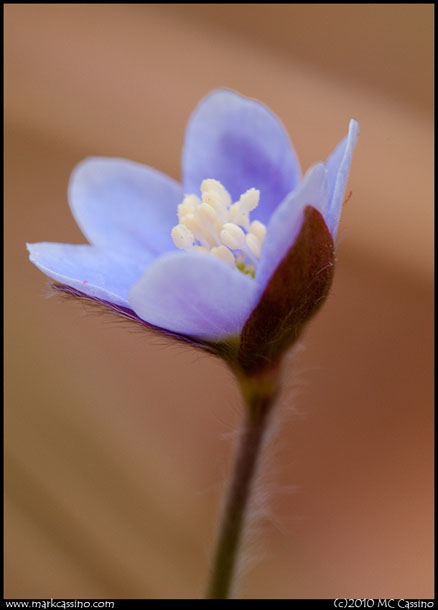 Hepatica Hepatica