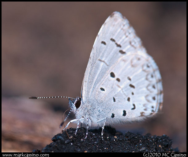 Spring Azure