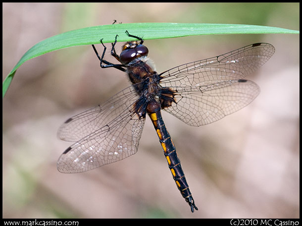 Common Baskettail Dragonfly