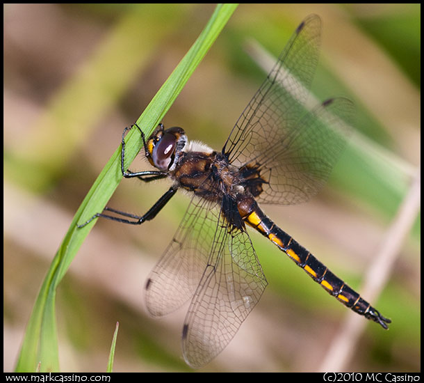 Common Baskettail Dragonfly