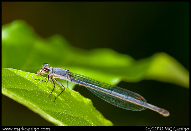 Eastern Forktail Damselfly Eastern Forktail Damselfly