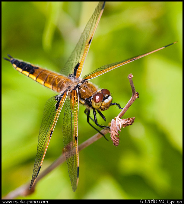 Four Spotted Skimmer Dragonfly