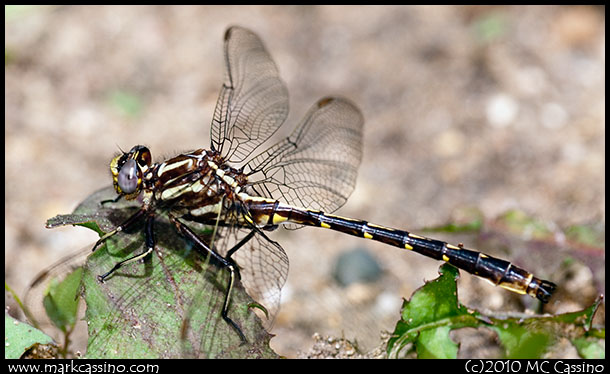 Unkonwn Gomphidae