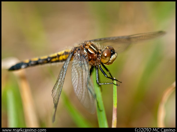 Immature Blue Dasher Dragonfly