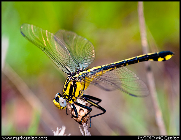 Clubtail Dragonfly