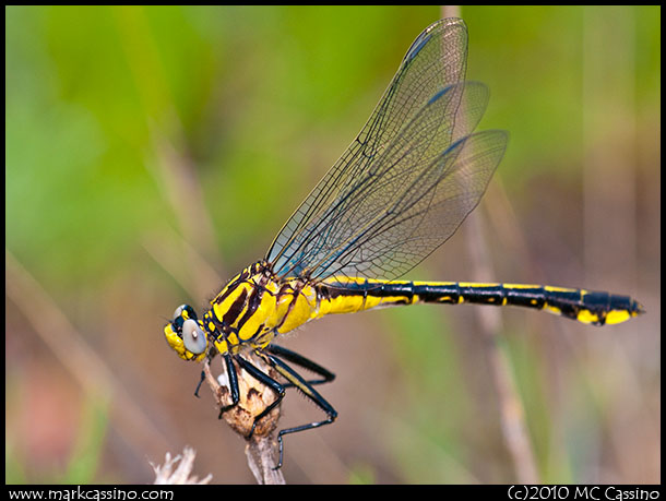 Clubtail Dragonfly