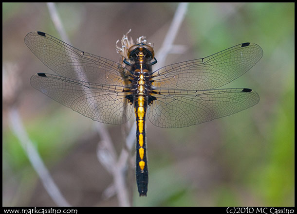 Dottailed WHiteface Dragonfly