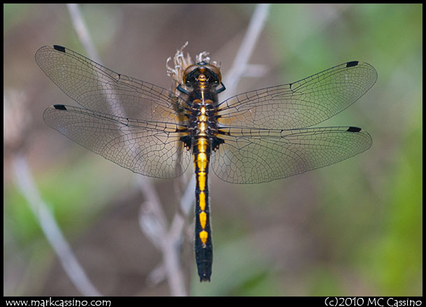Dot Tailed Whiteface Dragonfly Dottailed WHiteface Dragonfly