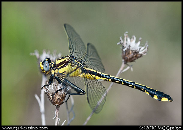 Splendid Clubtail Dragonfly