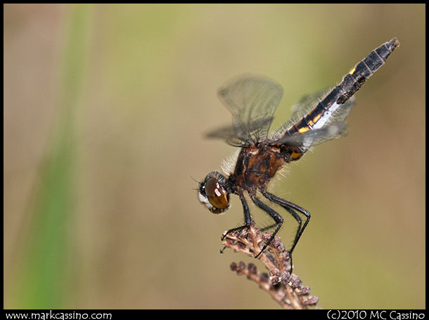 Belted Whiteface Dragonfly