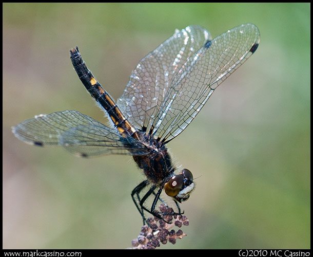 Belted Whiteface Dragonfly