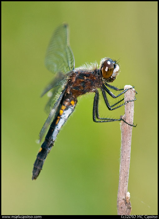Belted Whiteface Dragonfly