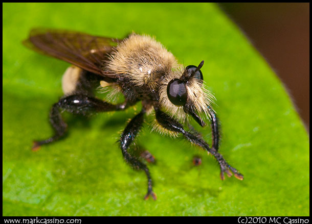 Robber Fly