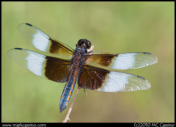 Widow Skimmer