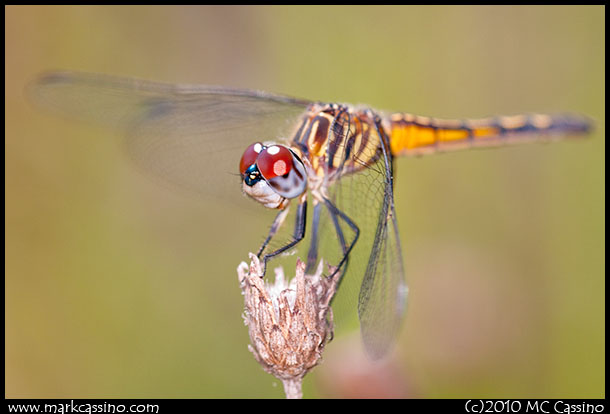 blue dasher Blue Dasher