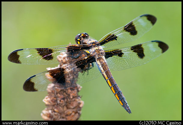 Twelve Spotted Skimmer Twelve Spotted Skimmer