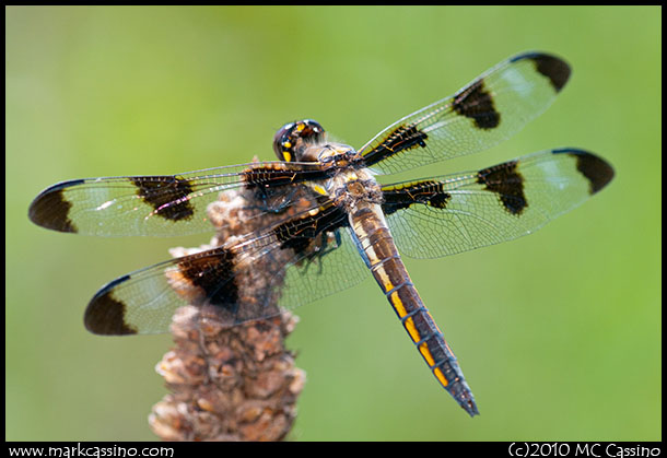 Twelve Spotted Skimmer