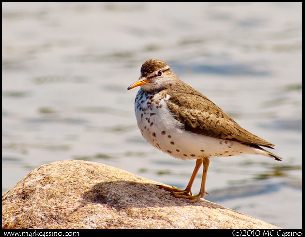 Spotted Sandpiper Spotted Sandpiper