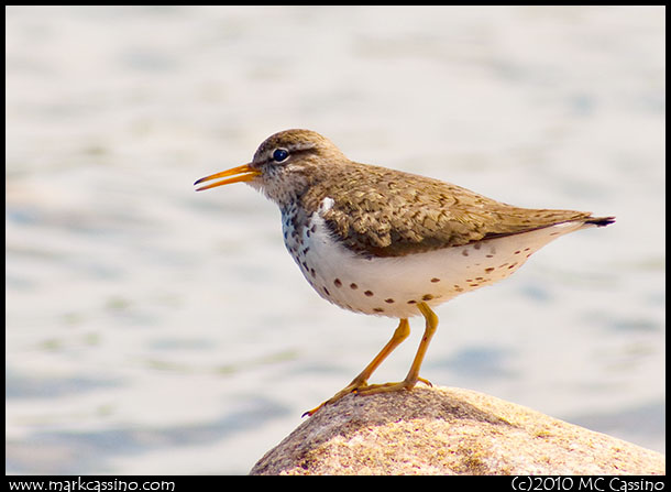 Spotted Sandpiper Spotted Snadpiper