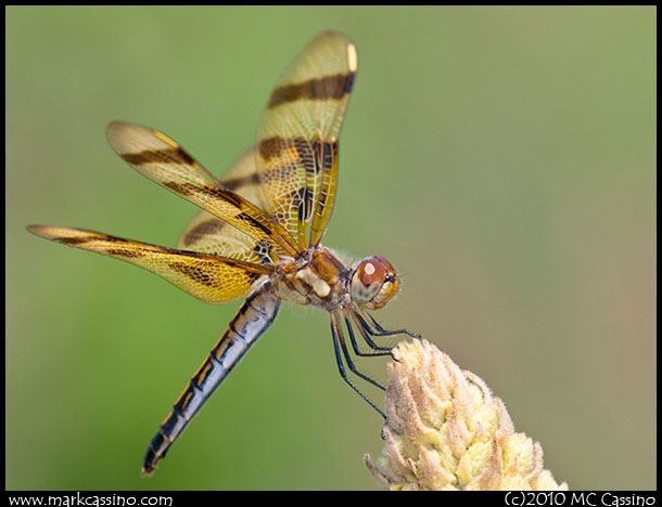 Halloween Pennant