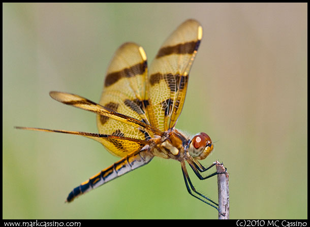 Halloween Pennant