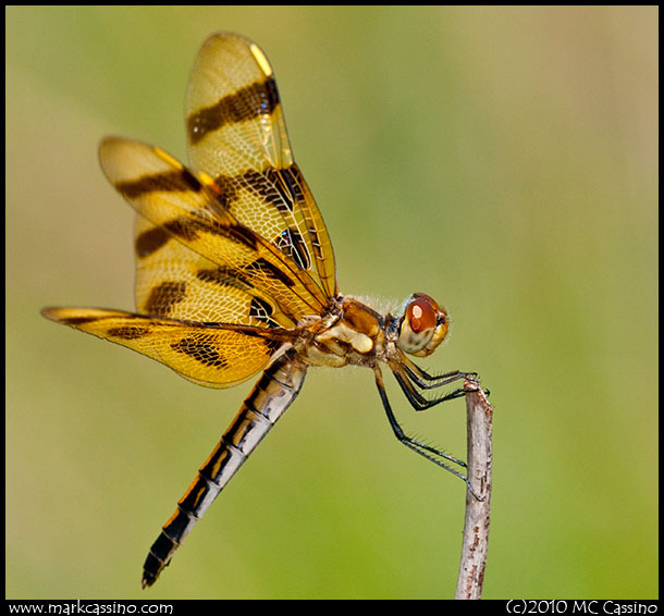 Halloween Pennant