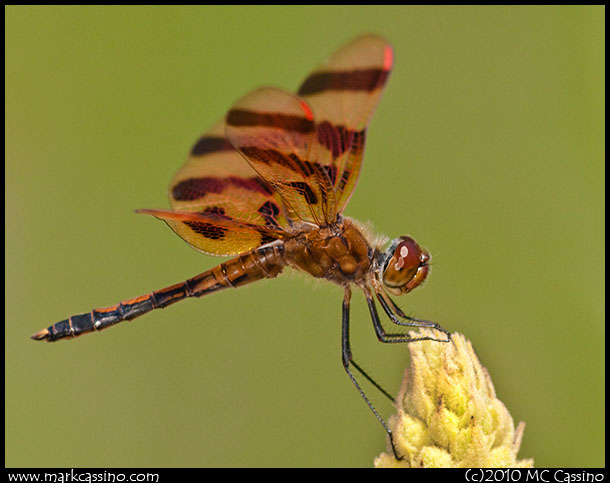 Halloween Pennant