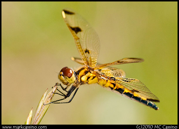 Calico Pennant Dragonfly Calico Pennant Dragonfly