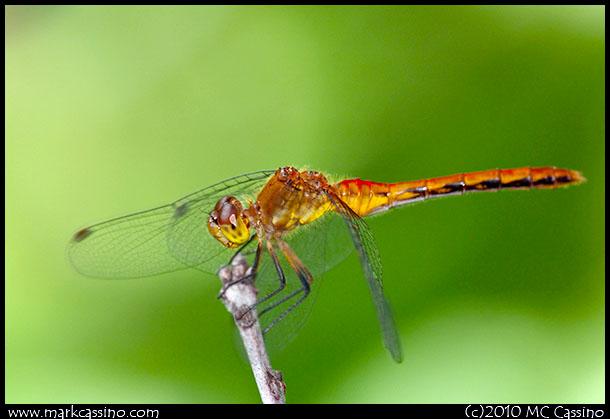 red meadowhawk Dragonfly