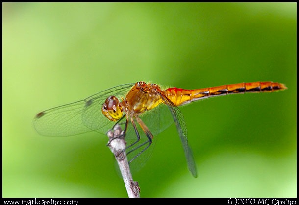 Red meadowhawk Dragonfly red meadowhawk Dragonfly