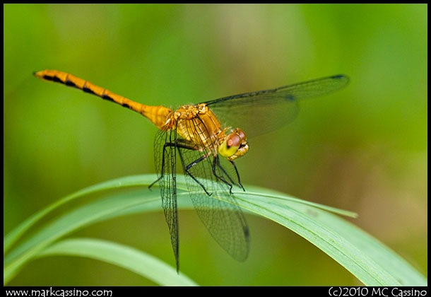 red Meadowhawk Dragonfly