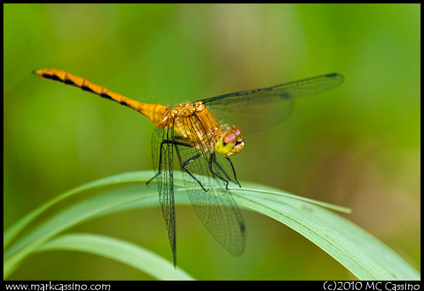 Red Meadowhawk Dragonfly red Meadowhawk Dragonfly