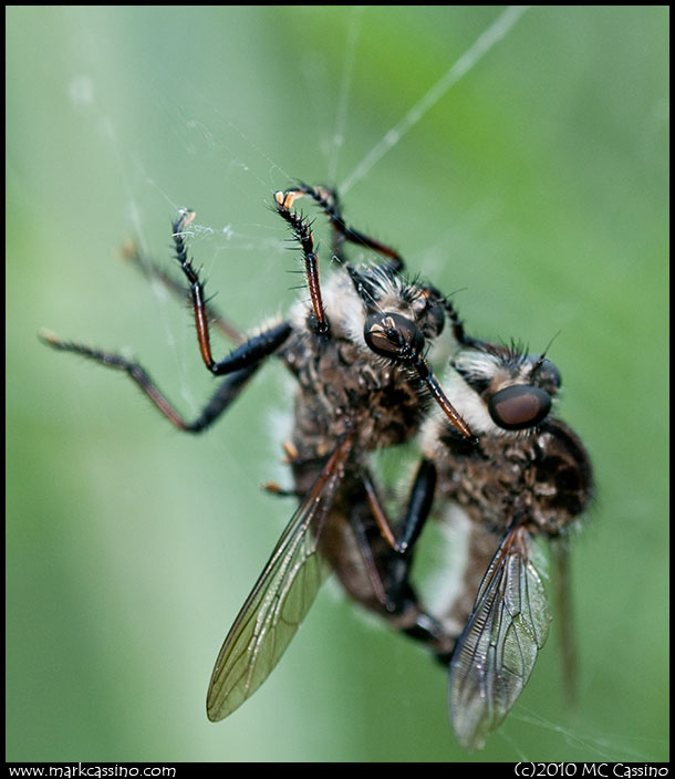 Robber Flies Robber Fliew