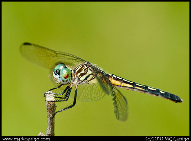 Blue Dasher Dragonfly