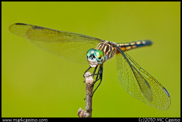 Blue Dasher Dragonfly