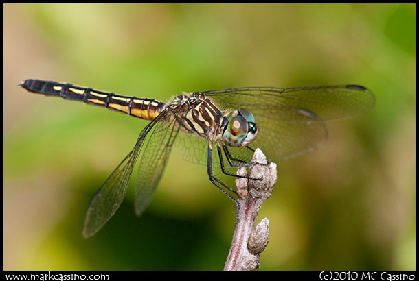 Blue Dasher Dragonfly